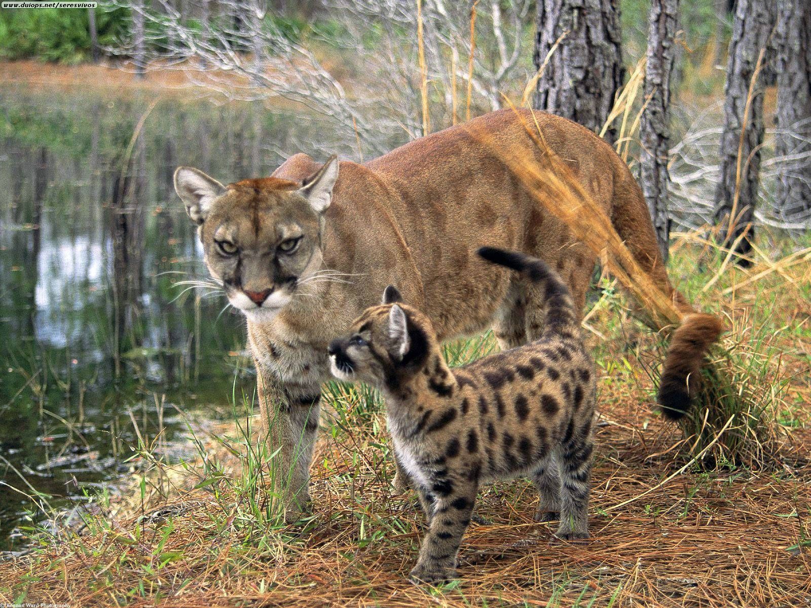 tiredearth-development-project-threatens-endangered-florida-panther